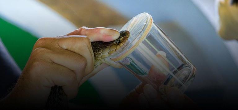 É falso que a vacina da Pfizer tem veneno de cobra